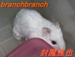 我が家のハムスター『チュワルフ』さん