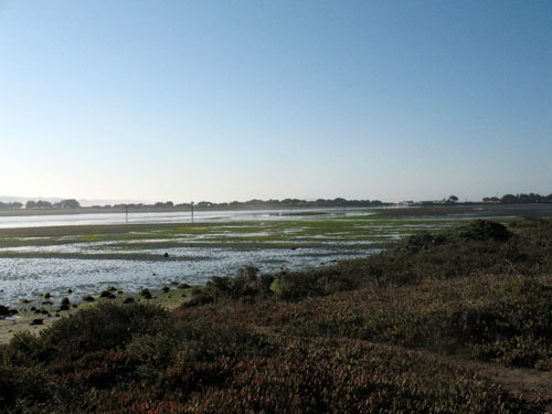 ボデガベイの干潟