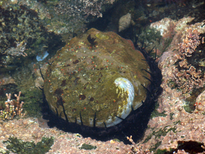 Red abalone
