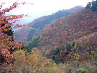 広河原逆川林道