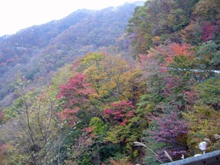 広河原逆川林道