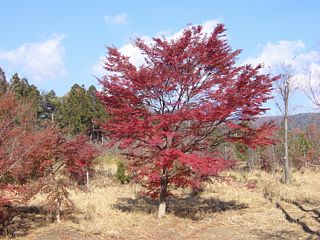 大胡赤城線　二本木