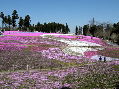 羊山公園　芝桜の丘