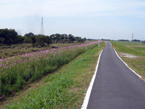 荒川コスモス街道