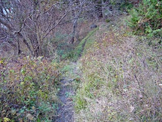 秩父湖　大洞吊り橋への小道