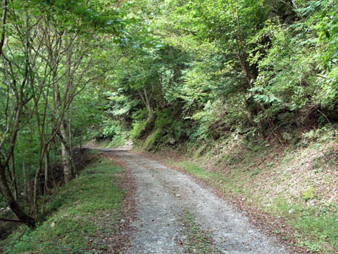 入川林道