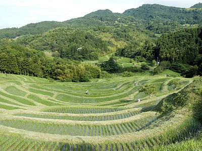 大山千枚田