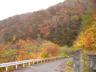 広河原逆川林道下り