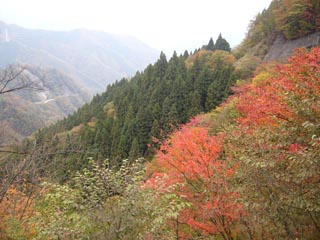 広河原逆川林道下り