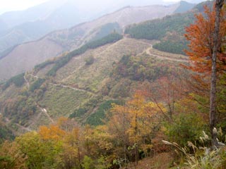 広河原逆川林道より見るヤシンタイ沢の林道?