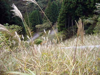 広河原逆川林道