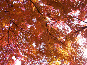 momiji.JPG