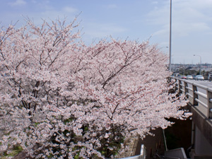 2010sakura2.JPG