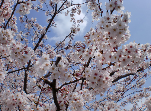 2010sakura3.JPG