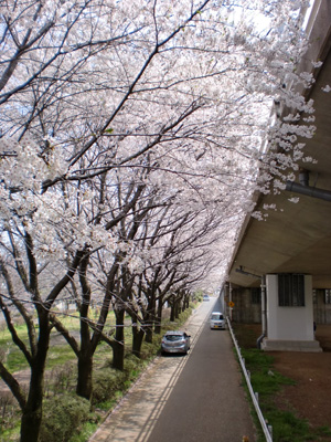 2010sakura4.JPG