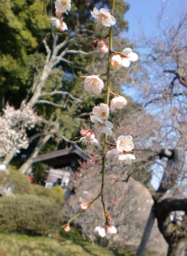 kairakuen2.JPG