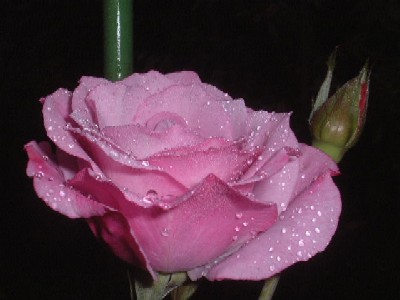 ディオレサンス*