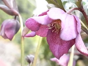 クリスマスローズ'09*