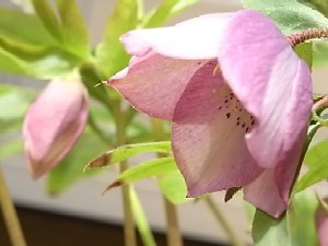 クリスマスローズ'09*