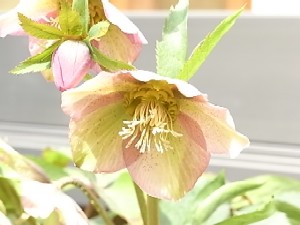 クリスマスローズ'09*