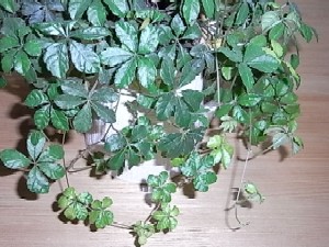 シュガーバイン*