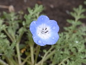 ネモフィラ*