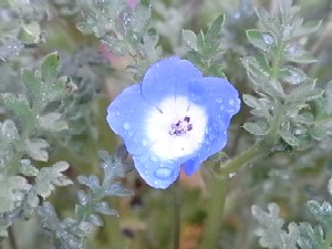 ネモフィラ*