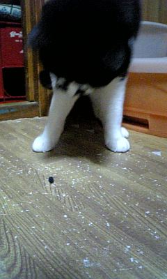 まぢで、近寄らんどいて！.jpg