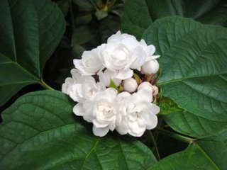 jasminum sambac.JPG
