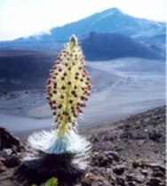 silversword2.jpg
