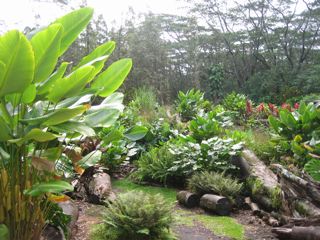 '08.10 lava tree state park