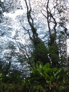 '08.10 lava tree state park