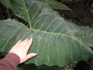 '08.10 lava tree state park