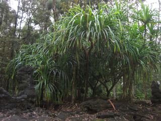 '08.10 lava tree state park