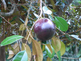 スターアップル