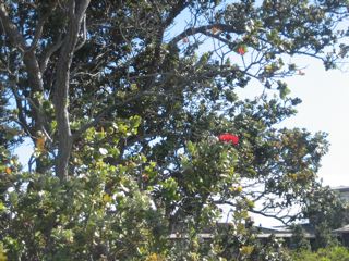 Ohia Lehua