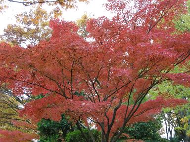 立派なもみじ