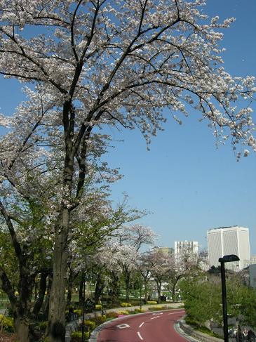 舞い上がる花びら