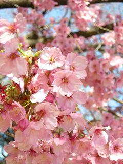 サクラドロップス