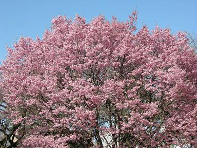 ヨウコウ桜