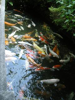 池の鯉