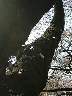 幹の桜