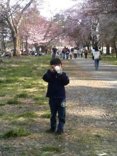 静内桜祭り