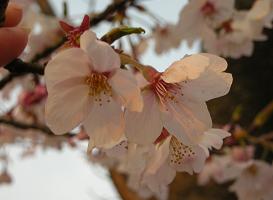 DSCN2680.JPG