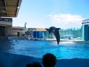 イルカIMG_0496.JPG