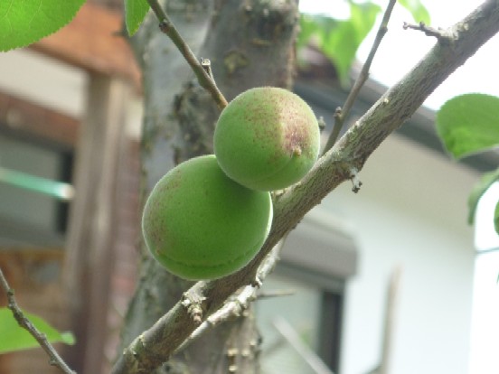 P1000330.JPG