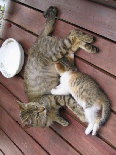 猫文字.jpg