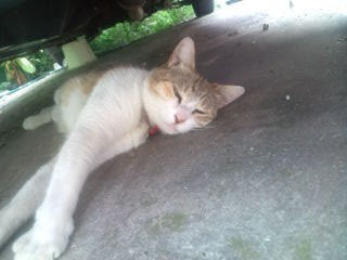 20100726135337.jpg