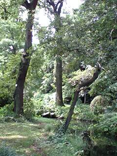 小石川植物園.jpg