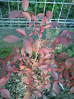 ブルーベリー紅葉.jpg